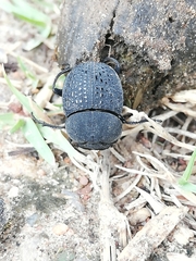 Epirinus flagellatus