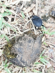 Epirinus flagellatus