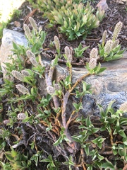 Salix petrophila
