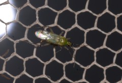 Nesidiocoris tenuis