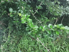 Canthium spinosum