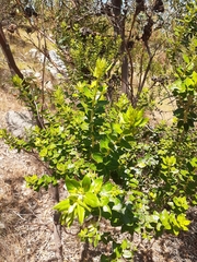 Phylica buxifolia