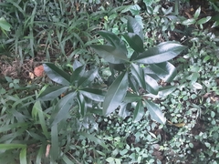Peddiea africana
