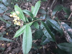 Acridocarpus natalitius natalitius