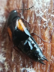 Tachinus subterraneus