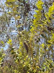 Phylica buxifolia