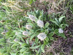Salix petrophila