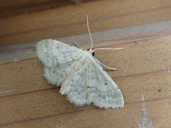 Idaea trisetata