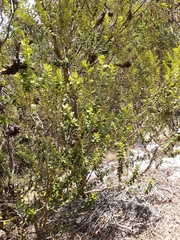 Phylica buxifolia