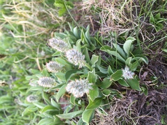 Salix petrophila
