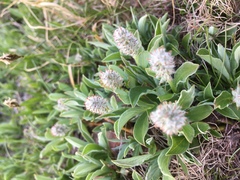Salix petrophila