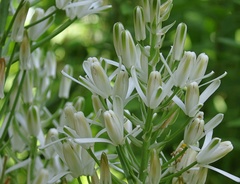 Albuca nelsonii