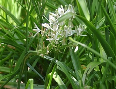 Albuca nelsonii