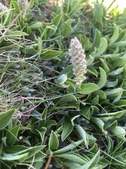 Salix petrophila