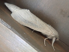 Phragmataecia castaneae