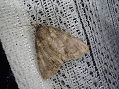 Polyphaenis subviridis