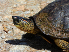 Rhinoclemmys punctularia