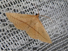 Striglina cancellata