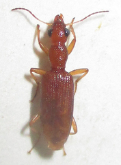 Stenidia quadricollis