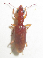 Stenidia quadricollis