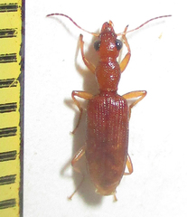 Stenidia quadricollis