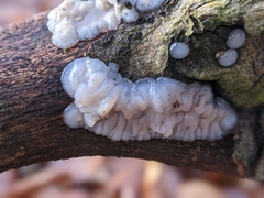 Exidia thuretiana