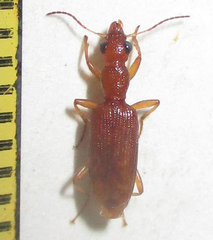 Stenidia quadricollis