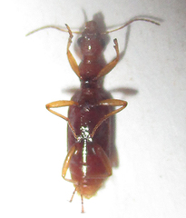 Stenidia quadricollis