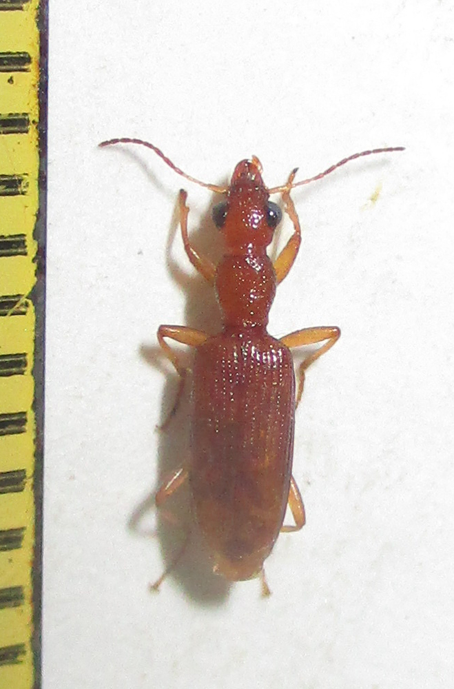 Stenidia quadricollis
