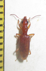 Stenidia quadricollis