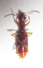 Stenidia quadricollis