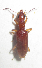 Stenidia quadricollis