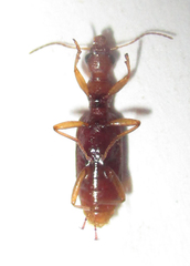 Stenidia quadricollis