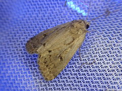 Spodoptera depravata