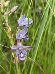 Eulophia zeyheriana