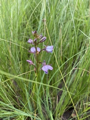 Eulophia zeyheriana