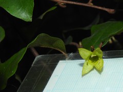 Elaeagnus loureirii