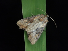 Lateroligia ophiogramma