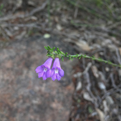 Prostanthera saxicola