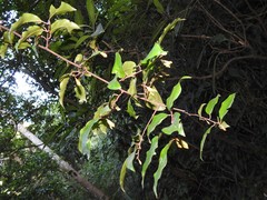 Elaeagnus loureirii