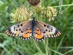 Acraea anacreon