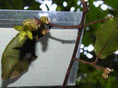 Elaeagnus loureirii