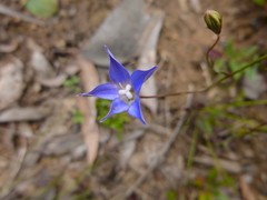 Wahlenbergia stricta stricta