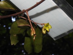 Elaeagnus loureirii