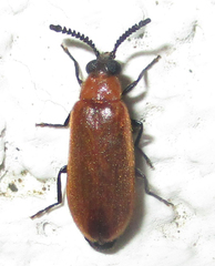 Physciolagria singularicornis