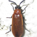 Physciolagria - Photo (c) Botswanabugs, algunos derechos reservados (CC BY-NC), subido por Botswanabugs