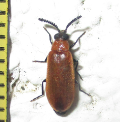 Physciolagria singularicornis