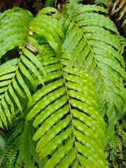 Blechnum orientale
