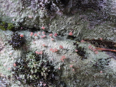 Baeomyces carneus