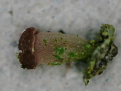 Baeomyces carneus